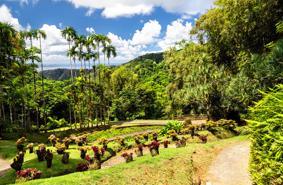 Scenic landscape of the Jardin de Balata botanical garden featuring tropical plants and palm trees overlooking the green hills in Fort-de-France, Martinique, Caribbean