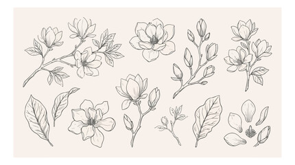 Vintage magnolia flower line art collection, hand drawn botanical sketches on beige background, elegant floral vector set for wedding invitations © HayeGareebi