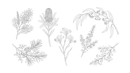 Vintage Australian native flowers vector set, hand drawn botanical line art illustrations, 7 floral elements for wedding stationery and branding © HayeGareebi
