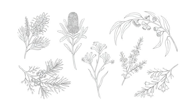 Vintage Australian native flowers vector set, hand drawn botanical line art illustrations, 7 floral elements for wedding stationery and branding