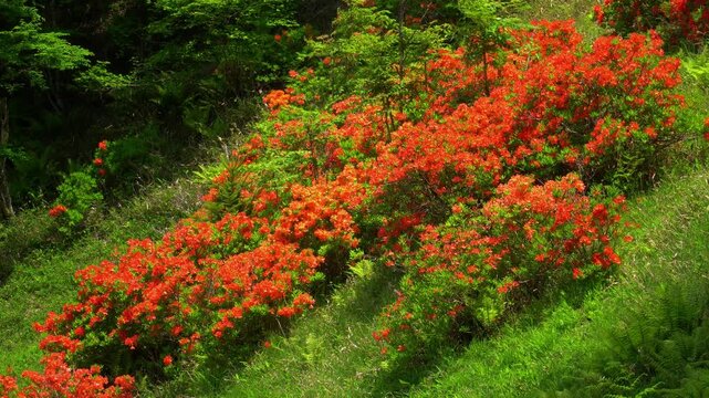袴越のレンゲツツジ群生地（長野県松本市）