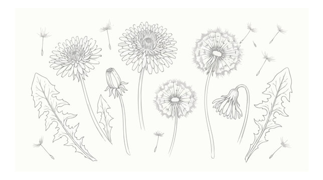 Vintage dandelion botanical sketch vector set, hand drawn wild flower line art with seeds and leaves, elegant floral engraving for wedding stationery