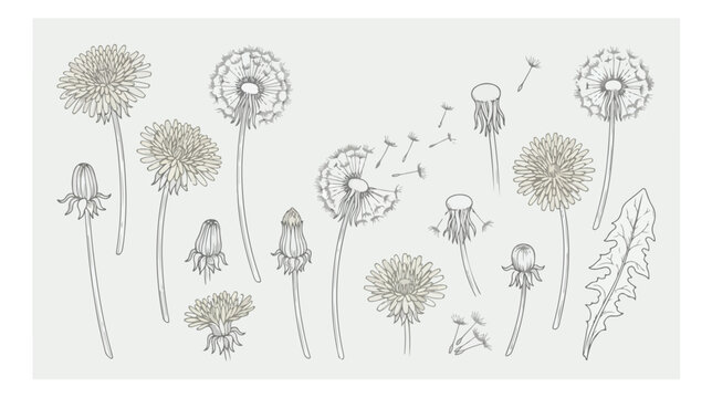 Vintage botanical dandelion vector set, hand drawn floral line art illustrations, delicate wildflower seeds and blooming dandelion heads for wedding stationery
