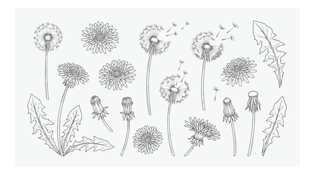 Vintage dandelion botanical sketch collection, hand drawn floral line art set, black and white wildflower vector illustrations for wedding stationery