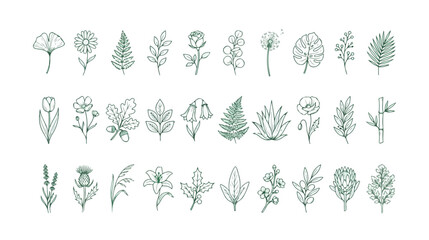 Minimalist green line art botanical icons, set of 30 hand drawn floral vector elements, elegant garden flowers and wild leaves for wedding branding © HayeGareebi