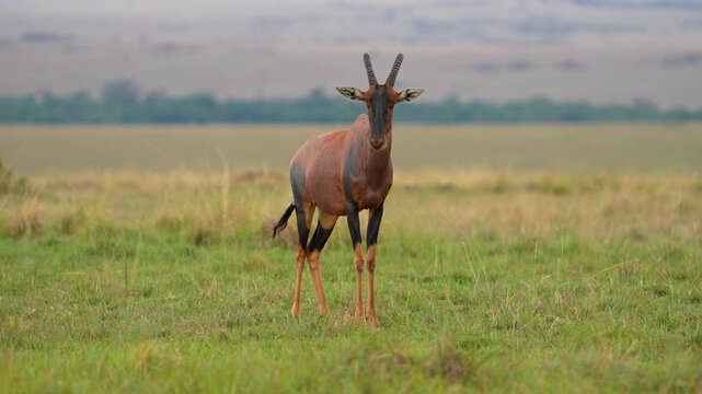 Slow Motion African Topi Antelope Standing Alert and Shaking Its Ears in Open Grassland