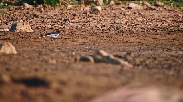A pied wagtail gracefully forages on dry ground near a lake in Karnataka, India. This captivating wildlife video showcases the bird's natural behavior in its habitat.