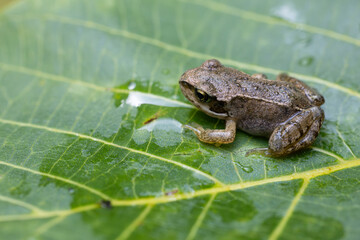 Obraz premium Juvenile froglet resting on wet green leaf with water drops in nature