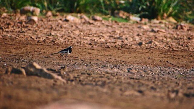 A beautiful white wagtail forages along a dirt path near a serene lake in Karnataka, India, showcasing its natural habitat and elegant movements.