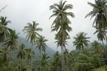Fototapeta premium Tall Coconut Palm Trees in Misty Tropical Forest Ko Samui