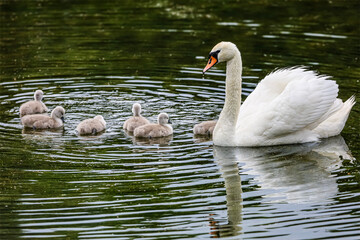 Graceful mother swan leads her fluffy cygnets across a tranquil pond surface © Діма Осташук