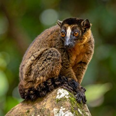 Fototapeta premium A close-up photo of a primate with distinctive markings on its face sitting on a rock