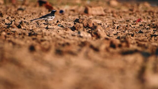 A beautiful White Wagtail bird (Motacilla alba) gracefully walks on the parched ground of a dry lakebed in Bengaluru, Karnataka, India, showcasing wildlife resilience.