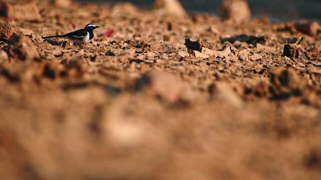 A beautiful white wagtail forages along a dirt path near a serene lake in Karnataka, India, showcasing its natural habitat and elegant movements.