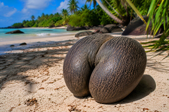 Coco de Mer seed lying on the white sand of a tropical beach in Seychelles