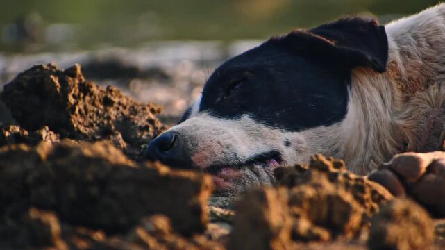 A tranquil black and white dog rests peacefully in the warm mud, bathed in golden hour light, by a serene lake in Karnataka, India.