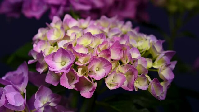 Beautiful purple hydrangea flowers blooming against solid violet background