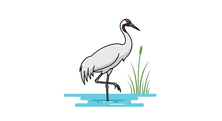 Fototapeta premium Elegant white crane bird standing in wetland water.