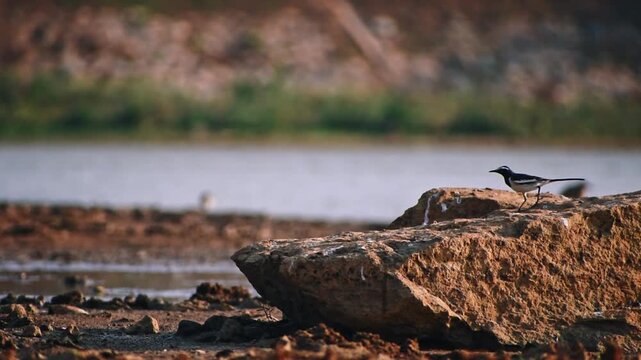 An Indian Pied Wagtail bird gracefully walks on rocks by a calm lake in Bengaluru, Karnataka, India, showcasing serene wildlife in its natural habitat.
