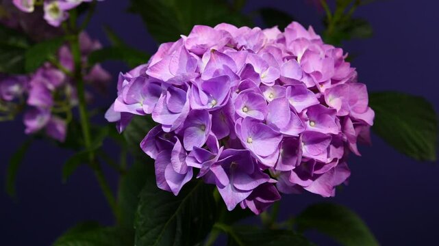 Beautiful purple hydrangea flowers blooming against solid violet background