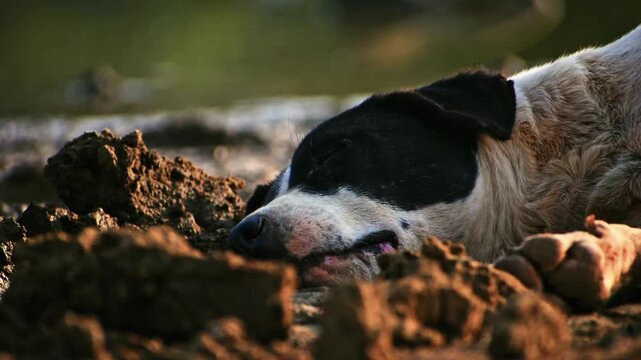 A curious stray dog intently digs in the muddy soil by a serene lake in Karnataka, India. This active canine explores its natural surroundings in Bengaluru.