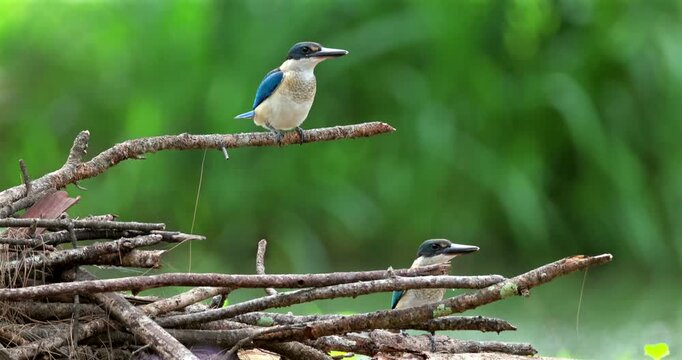 Pair of collared kingfishers, also known as white-collared or mangrove kingfishers, resting on wooden branches in a tropical forest environment.