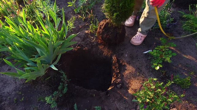 A person wearing gardening gloves and pink clogs carefully plants a Thuja tree into the soil, then waters the new addition to the garden