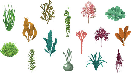 Marine Seaweed Algae and Kelp Species Vector Illustration Set Featuring Colorful Underwater Aquarium Botanical Elements and Ocean Flora Icons © MstAkhlima