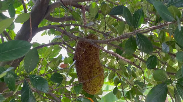 Exotic Breadfruit Growing on Tree Branch