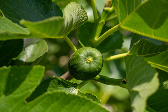 Young green fig growing on fig tree branch in daylight