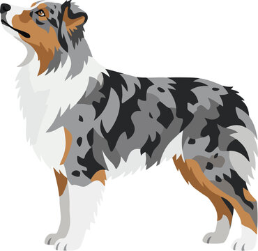 Australian Shepherd dog vector illustration. Blue merle Aussie standing profile view. Flat design pet icon. Purebred herding dog character. Minimalist canine animal art. Australian Shepherd blue merle
