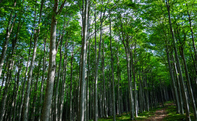 Naklejka premium The green whisper of the beech trees seeking the infinite sky