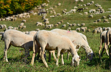 Obraz premium it was a flock of sheep scattered on the mountain in the cool eating the grass