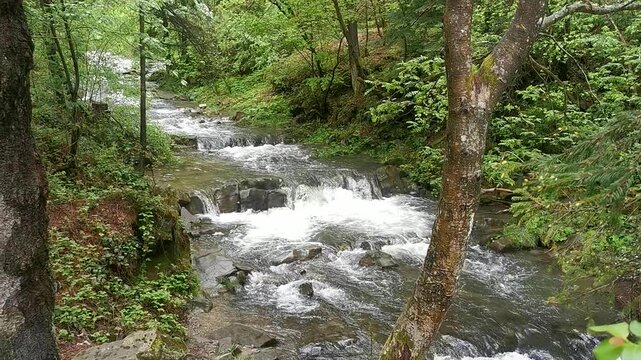 Babbling forest creek with water rushing over rocky steps surrounded by green ferns and foliage, a fresh mountain stream in the woods.
