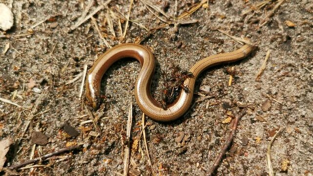 Slow worm (Anguis fragilis) swarmed by red wood ants on the sandy forest floor, a close-up of wild animal behavior and predation in a natural woodland habitat.