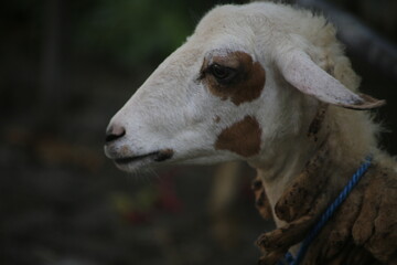 Obraz premium goat head in the pen