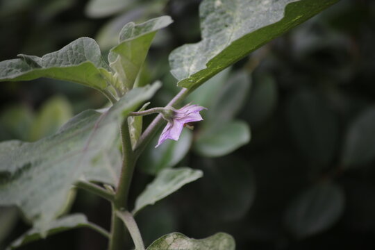 eggplant flowers in the garden