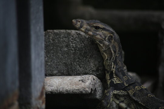 monitor lizard head on the rock