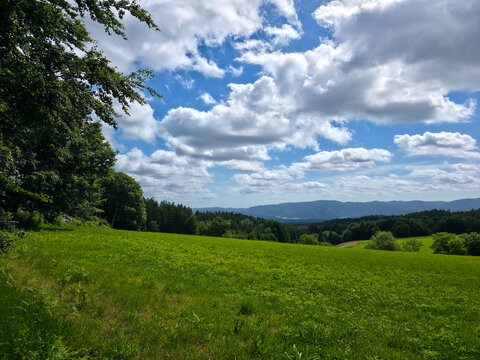 germany, breathtaking summer black forest panorama with lush green pastures embraced by woodland under radiant blue sky serenity