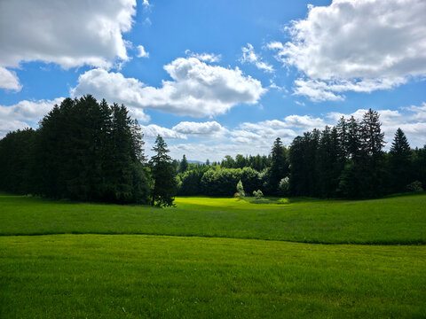 germany, magnificent conifer woodland bordering sunlit pastures in pristine black forest summer landscape under perfect skies