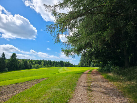 germany, charming hiking trail beneath forest canopy beside verdant pastures in magical black forest summer surroundings