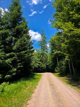 germany, spectacular woodland hiking adventure through towering conifers under perfect summer black forest skies