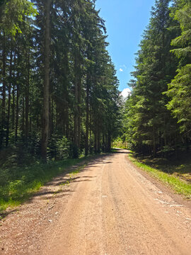 germany, expansive forest clearing opening to blue summer skies deep within the enchanting black forest