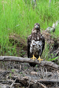 A juvenile bald eagle (Haliaeetus leucocephalus) perched on a deadfall near a remote Alaska stream.
