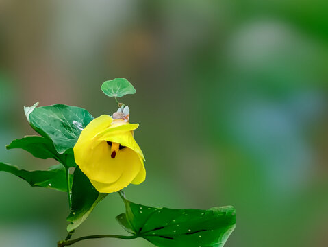 Yellow bell orchid tree blossom blooming in the garden