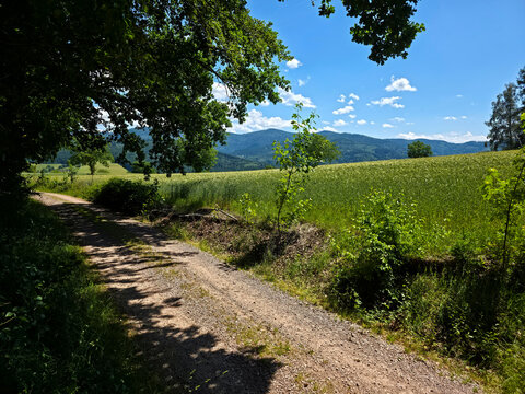 germany, magical hiking paradise beneath ancient tree shade overlooking verdant mountains and rolling summer pastures