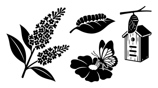 Butterfly life cycle illustration with various stages: egg, larva, pupa, and adult butterfly with flower and plant