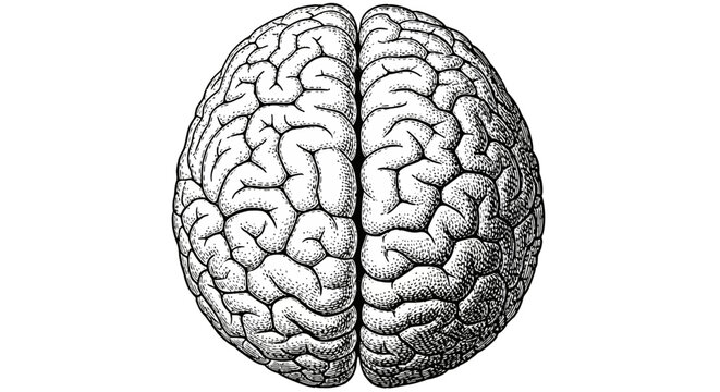 Vintage engraving style illustration of human brain superior view isolated on white background