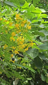 A large black carpenter bee hovers and flies around vibrant yellow blossoms on a green leafy branch, collecting nectar against a soft-focused paved background.