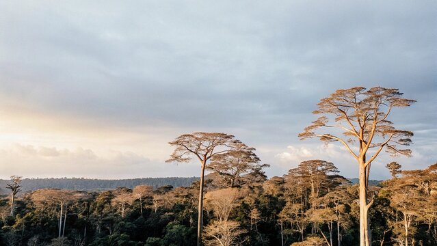 Aerial view of lush green forest with sunset in Kribi, Cameroon, west Africa.
